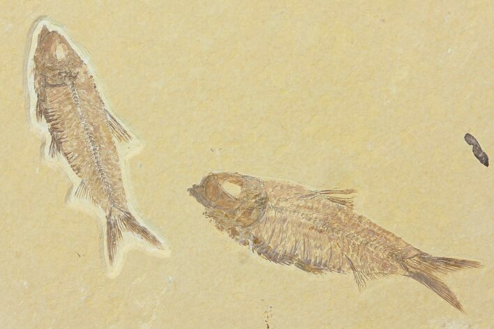 Two Beautiful Fossil Fish (Knightia) - Wyoming #116762